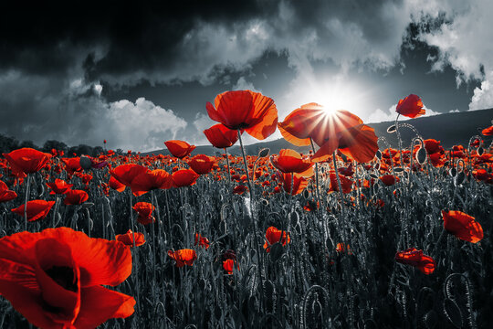 Solemn Requiem Mass for the War Dead